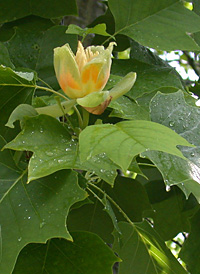 American Tulip Tree